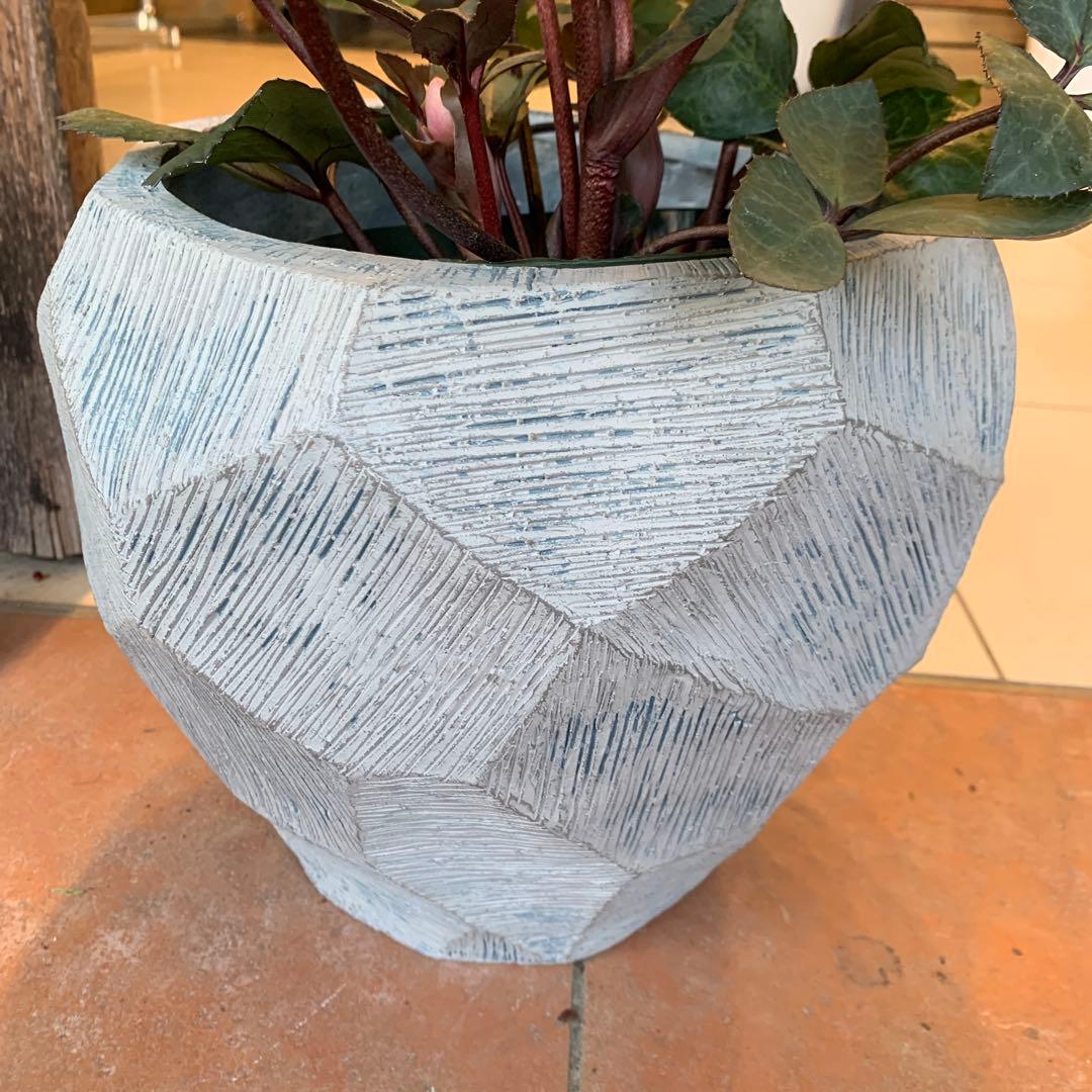 クリスマスローズ ピンクフロスト ファイバー鉢