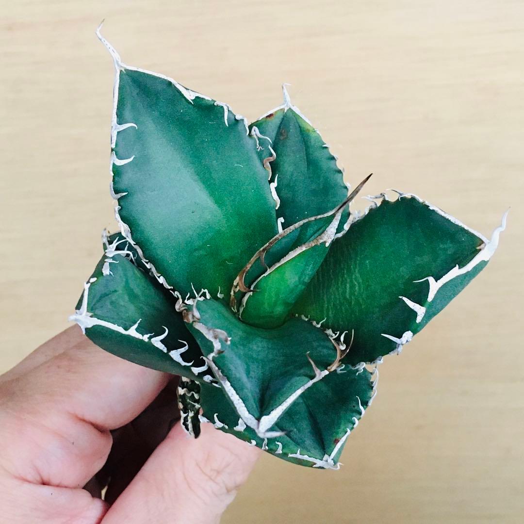 6-8 SAD 南アフリカダイヤモンド錦 TC株 アガベ チタノタ