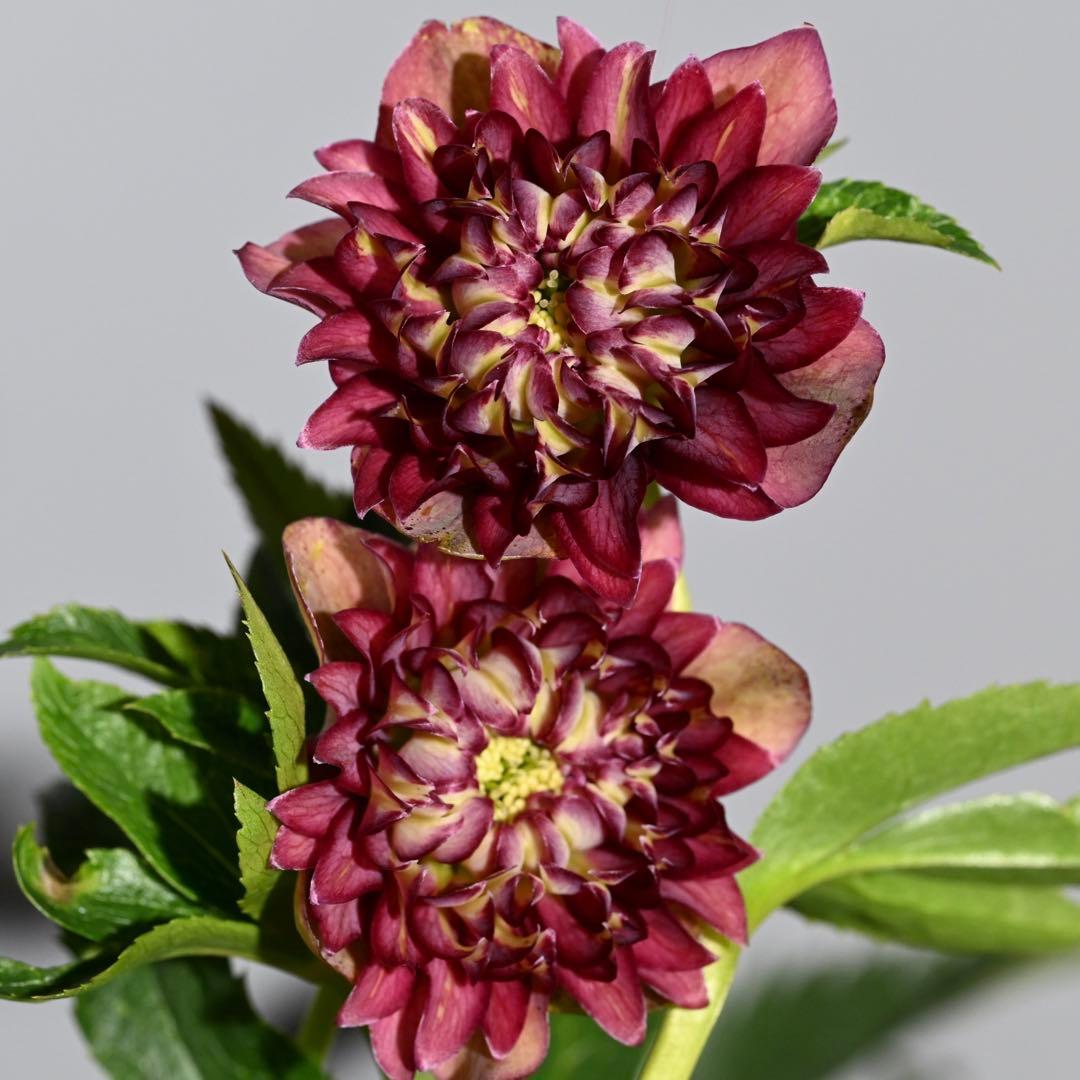 クリスマスローズ 超多弁レッドリバーシブル 開花株