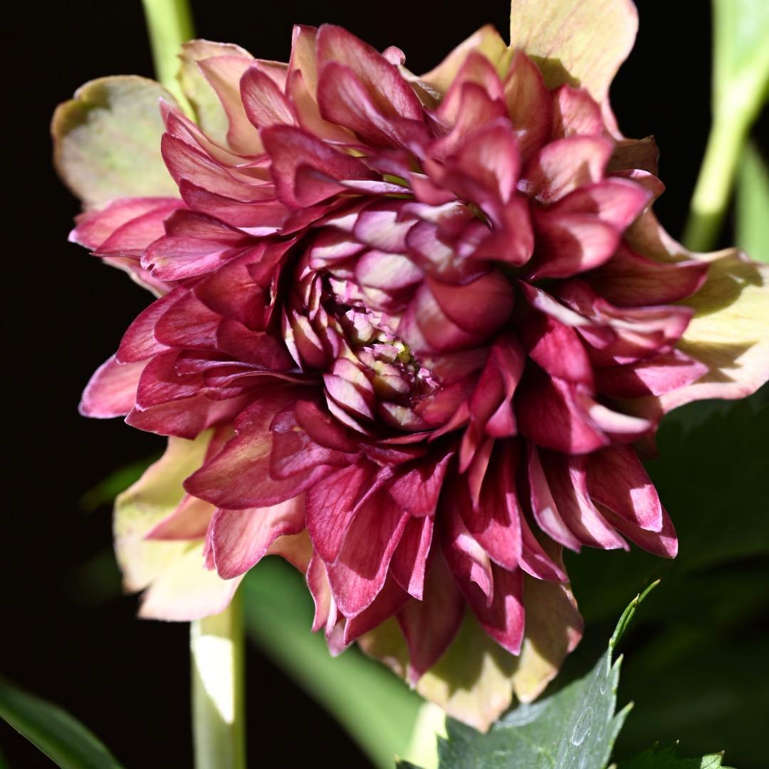 クリスマスローズ 超多弁レッドリバーシブル 開花株