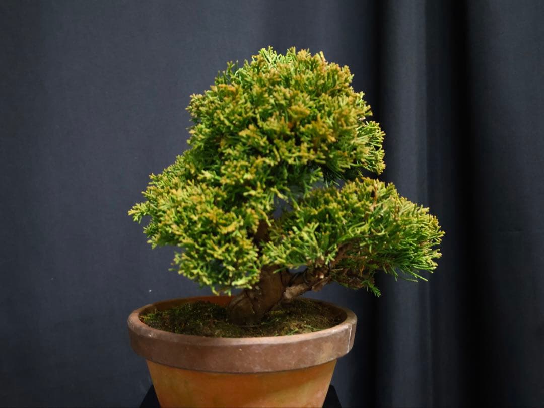 K*K様 フォロワー300人記念オークション 糸魚川真柏　葉性抜群　素材小品盆栽