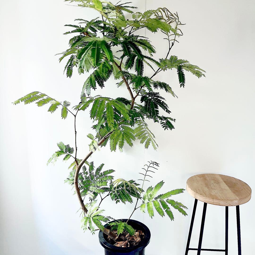 【Premium Plants】エバーフレッシュ ネムノキ 観葉植物 大型 g