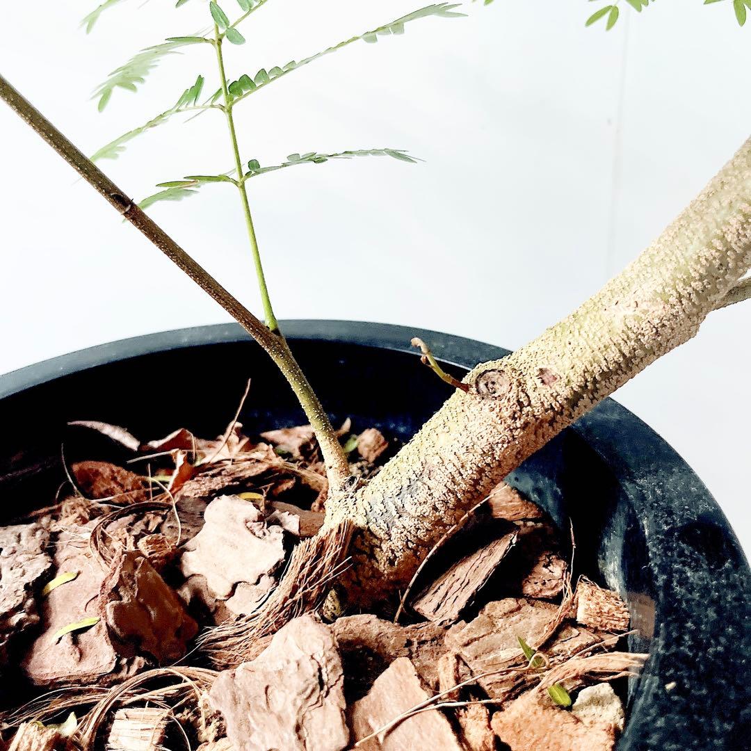 【Premium Plants】エバーフレッシュ ネムノキ 観葉植物 大型 g