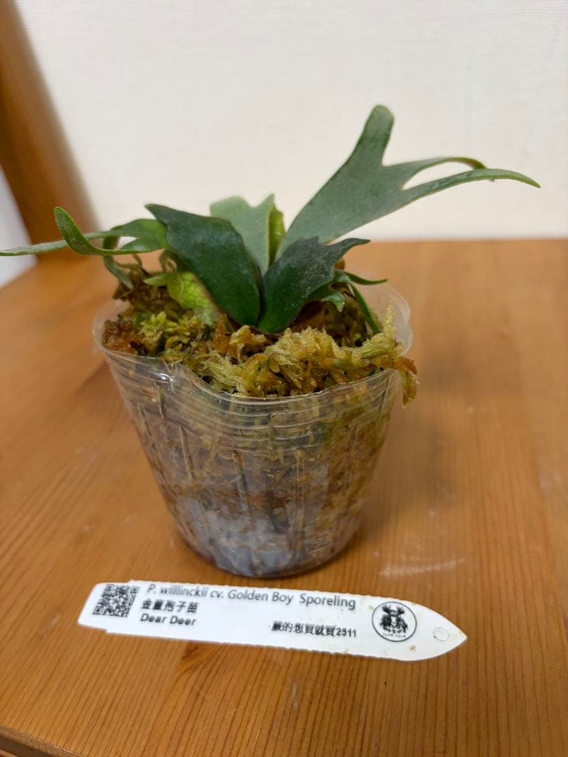 ＊P. wilinckii Golden Boy SP ＊