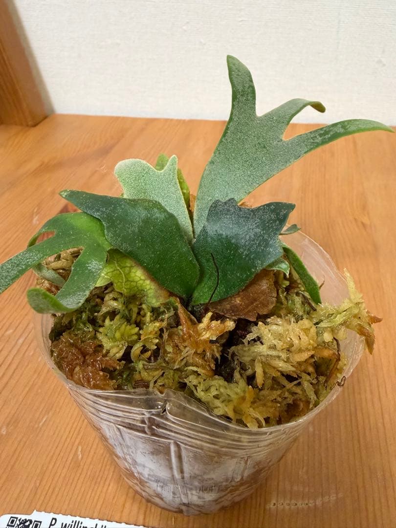 ＊P. wilinckii Golden Boy SP ＊