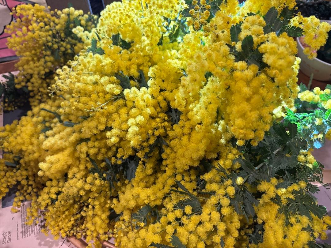 無農薬フレッシュミモザ☆2026年も販売します。