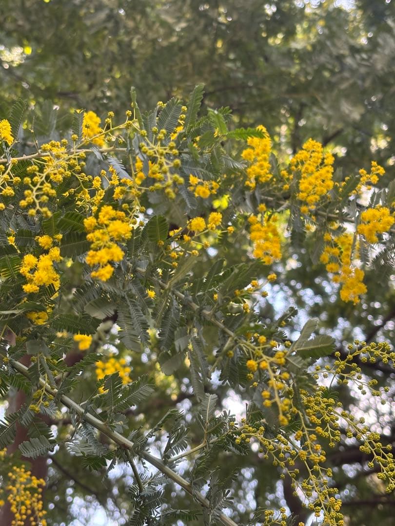 無農薬フレッシュミモザ☆2026年も販売します。