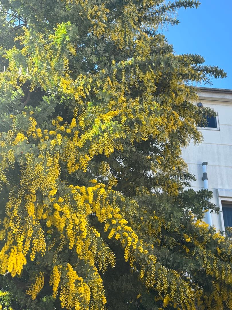 無農薬フレッシュミモザ☆2026年も販売します。