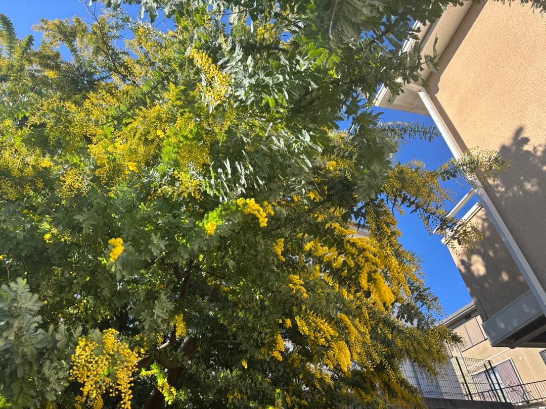 無農薬フレッシュミモザ☆2026年も販売します。