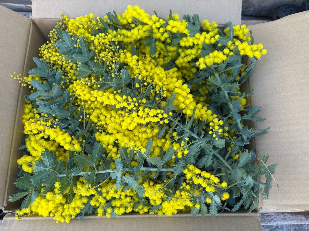 無農薬フレッシュミモザ☆2026年も販売します。