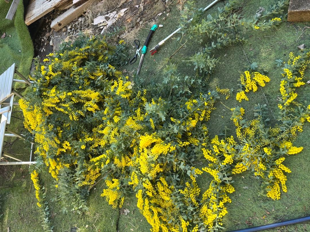 無農薬フレッシュミモザ☆2026年も販売します。