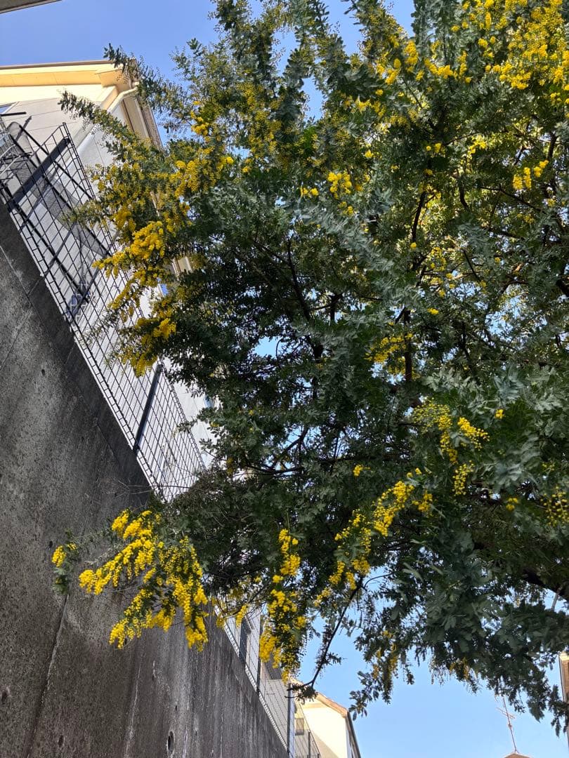 無農薬フレッシュミモザ☆2026年も販売します。