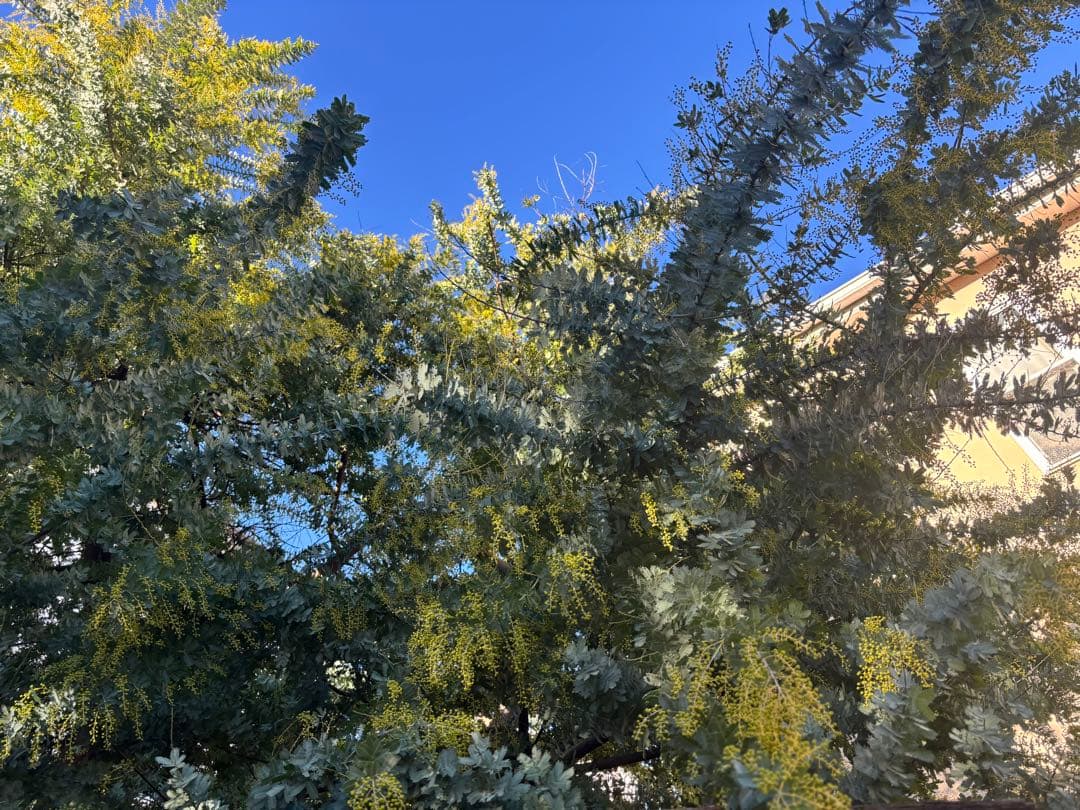 無農薬フレッシュミモザ☆2026年も販売します。