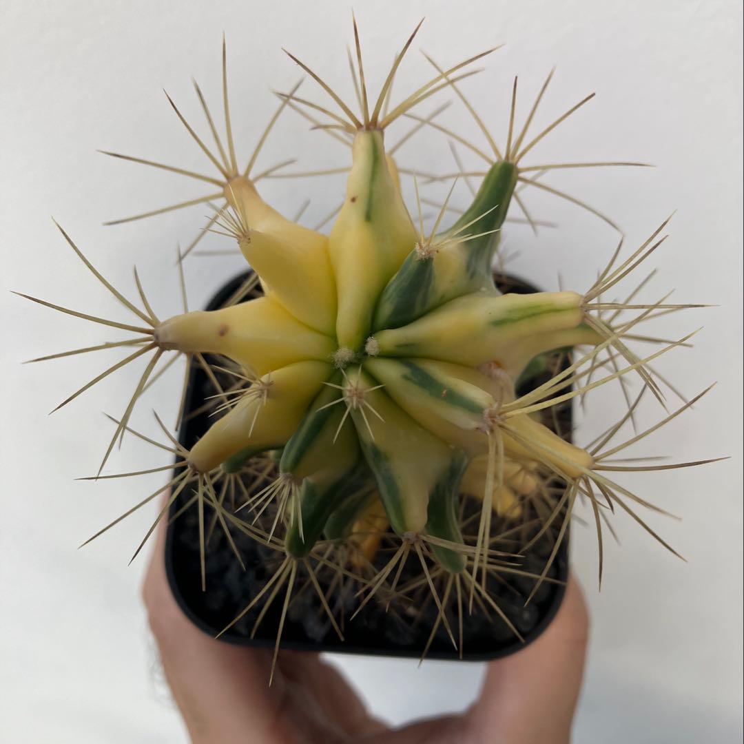 王冠竜錦　斑入り　フェロカクタス　カキコ　発根済み　検）アガベ　パキプス　塊根