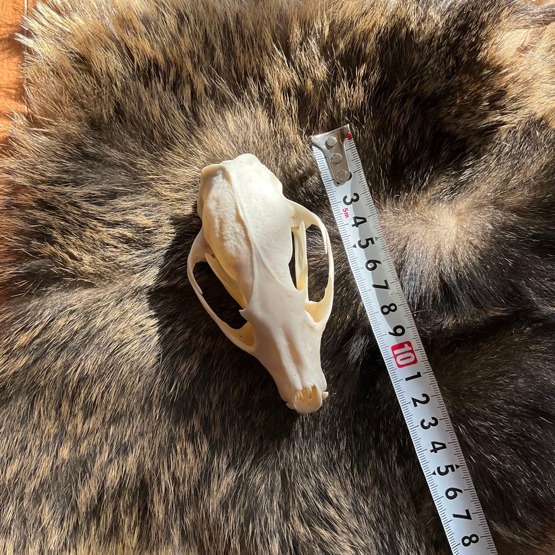 ジビエ　スカルと毛皮　ハクビシン① 頭骨標本　　食猟師謹製