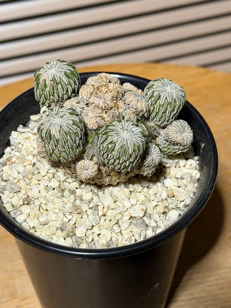 サボテン ペレキフォラ 精巧丸 群生 実生