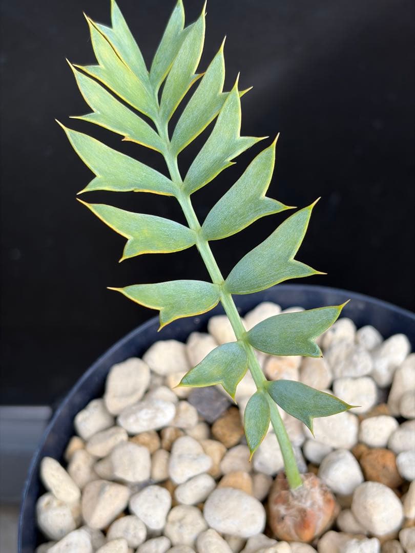 【南ア産・発根済】エンセファラルトス・ホリダス 約2cm｜No4-7