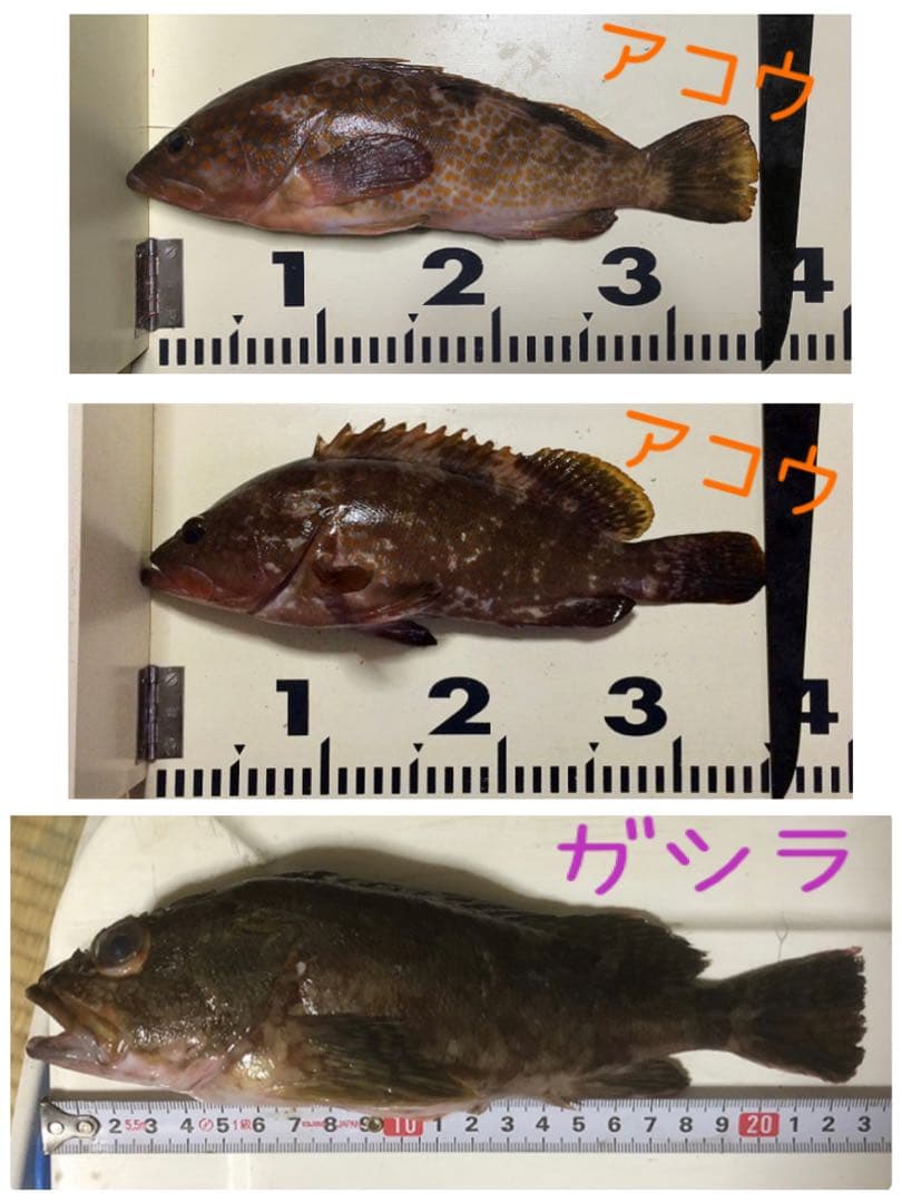 穴釣り竿 伊勢海老竿 ハンドメイド ロッド 布袋竹 テトラ 和竿 漆塗 研ぎ出し