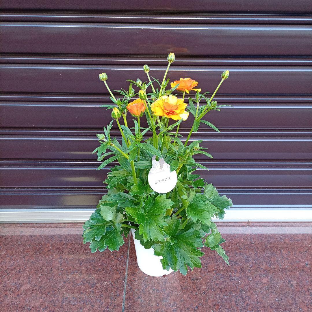 希少品種ラナンキュラスラックス ポスポロス 鉢花5号　55ｃｍ　現物発送