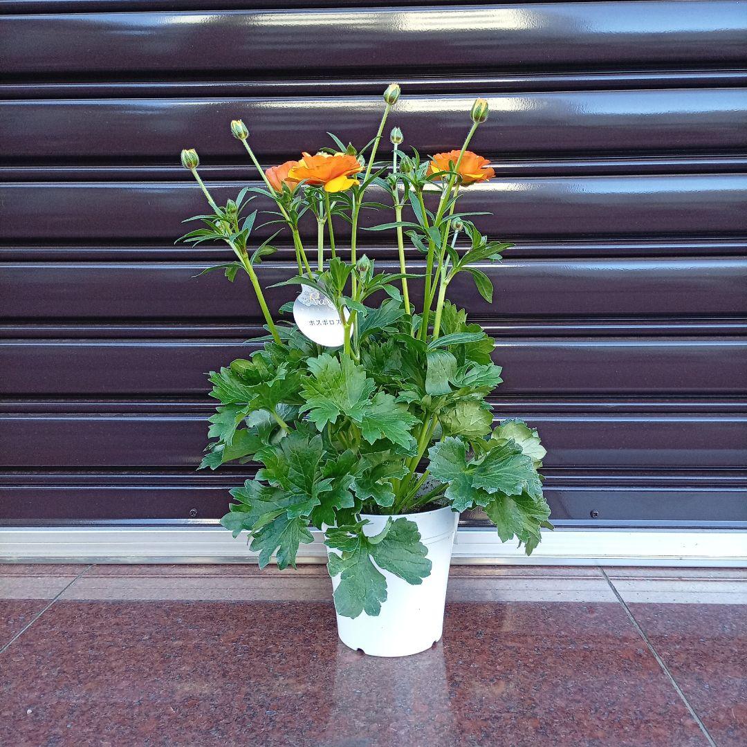 希少品種ラナンキュラスラックス ポスポロス 鉢花5号　55ｃｍ　現物発送