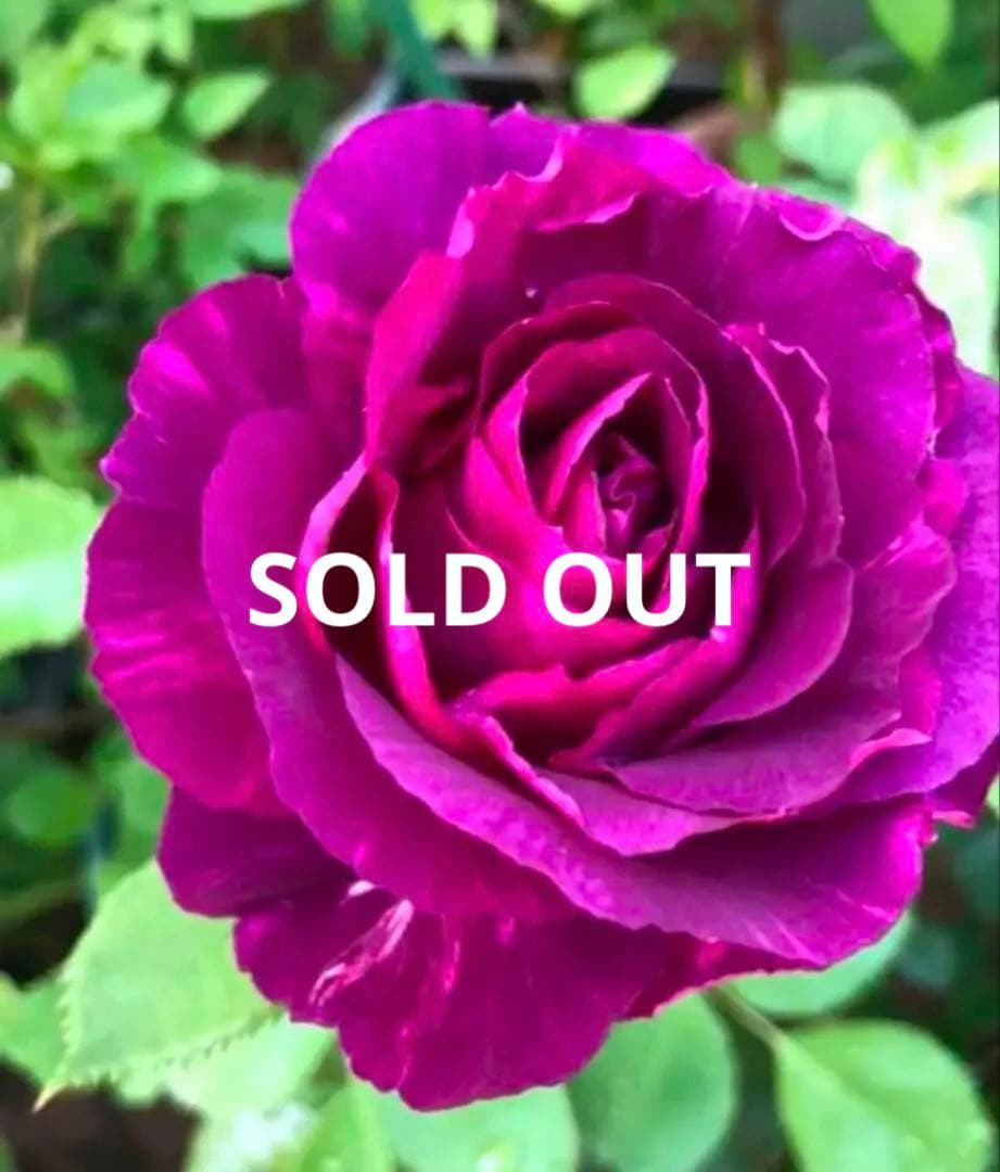 レア品種‼️ダマスク強香り