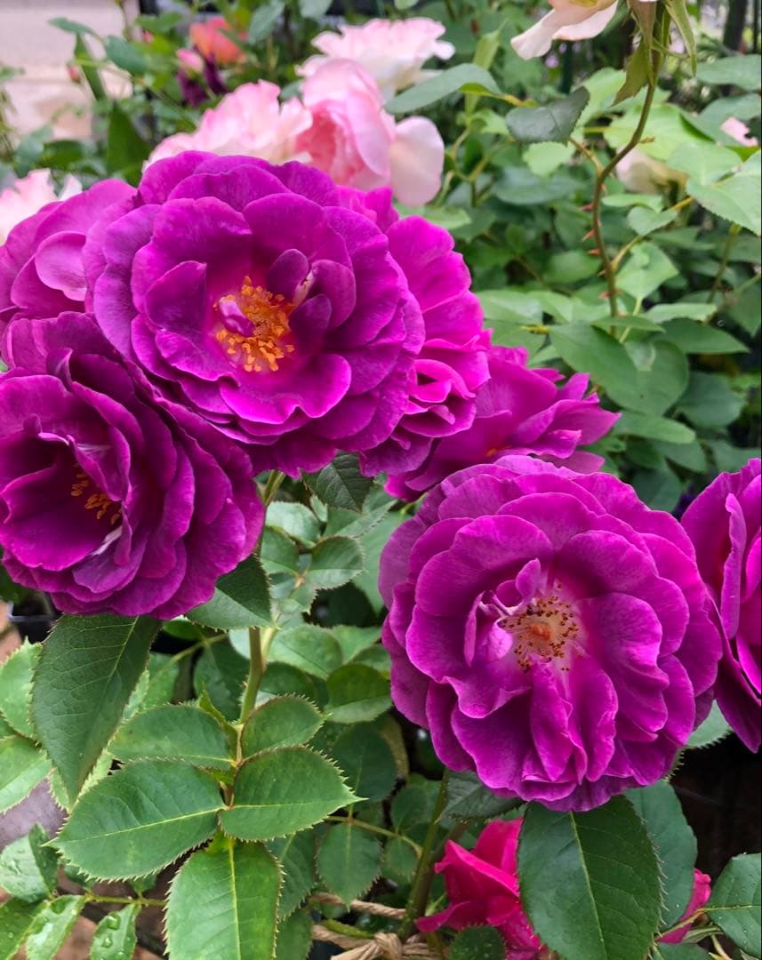 レア品種‼️ダマスク強香り