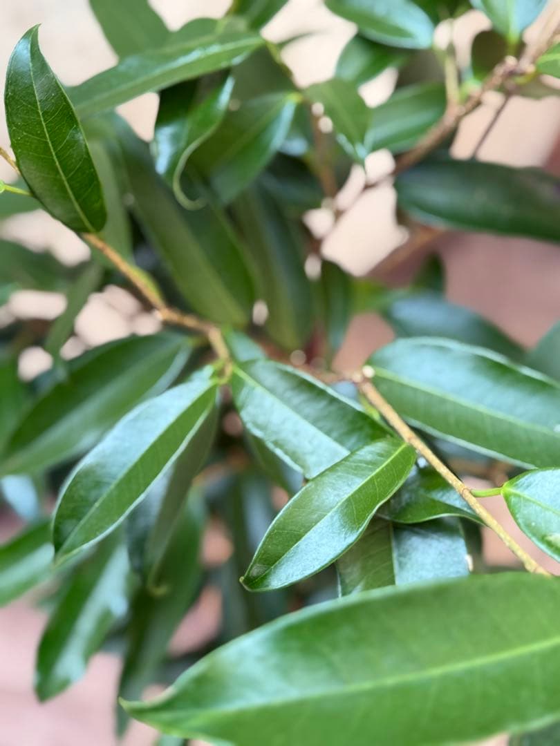 ☆ フィカス アムステルダムキング♪ 120cm 陶器鉢♪