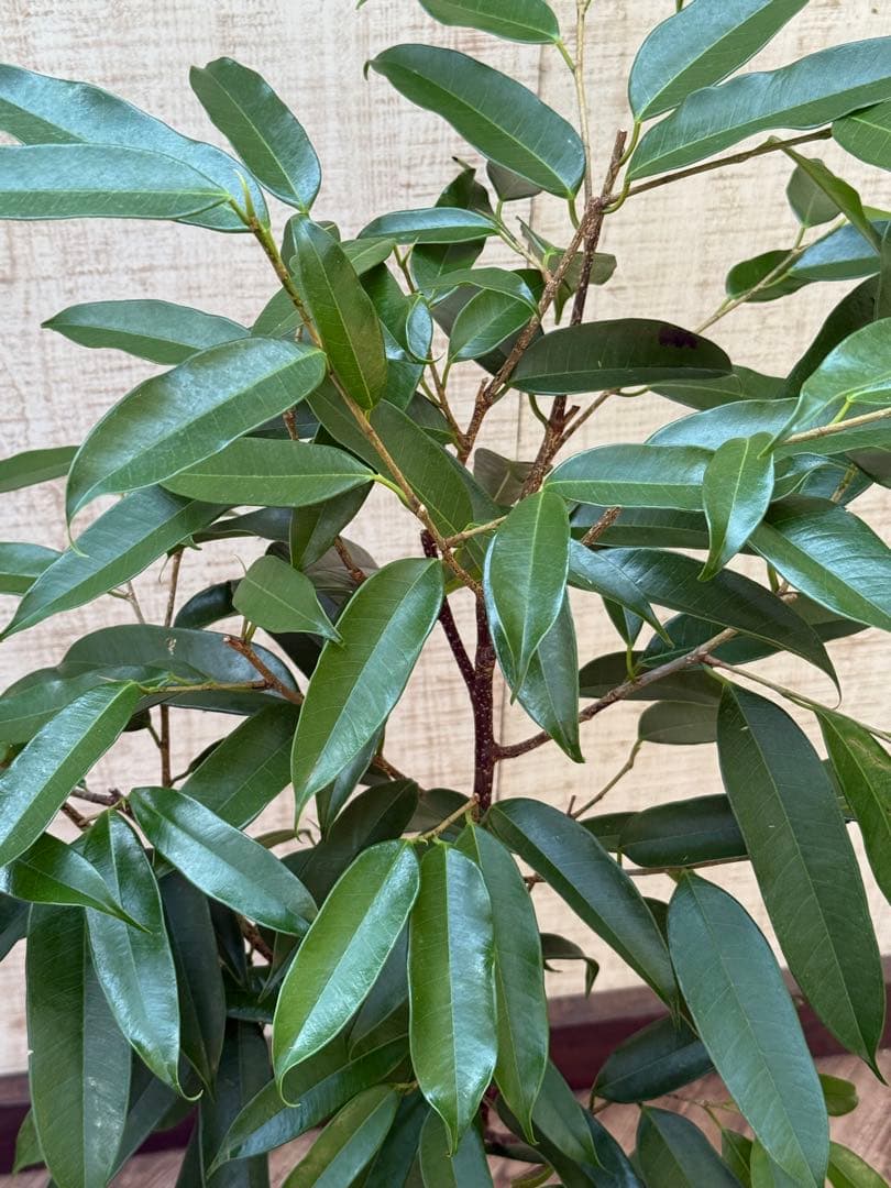 ☆ フィカス アムステルダムキング♪ 120cm 陶器鉢♪