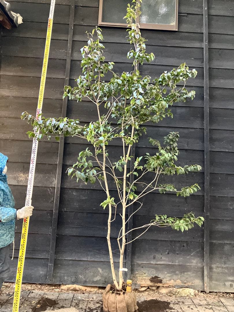 22 山採り　ソヨゴ　メス木