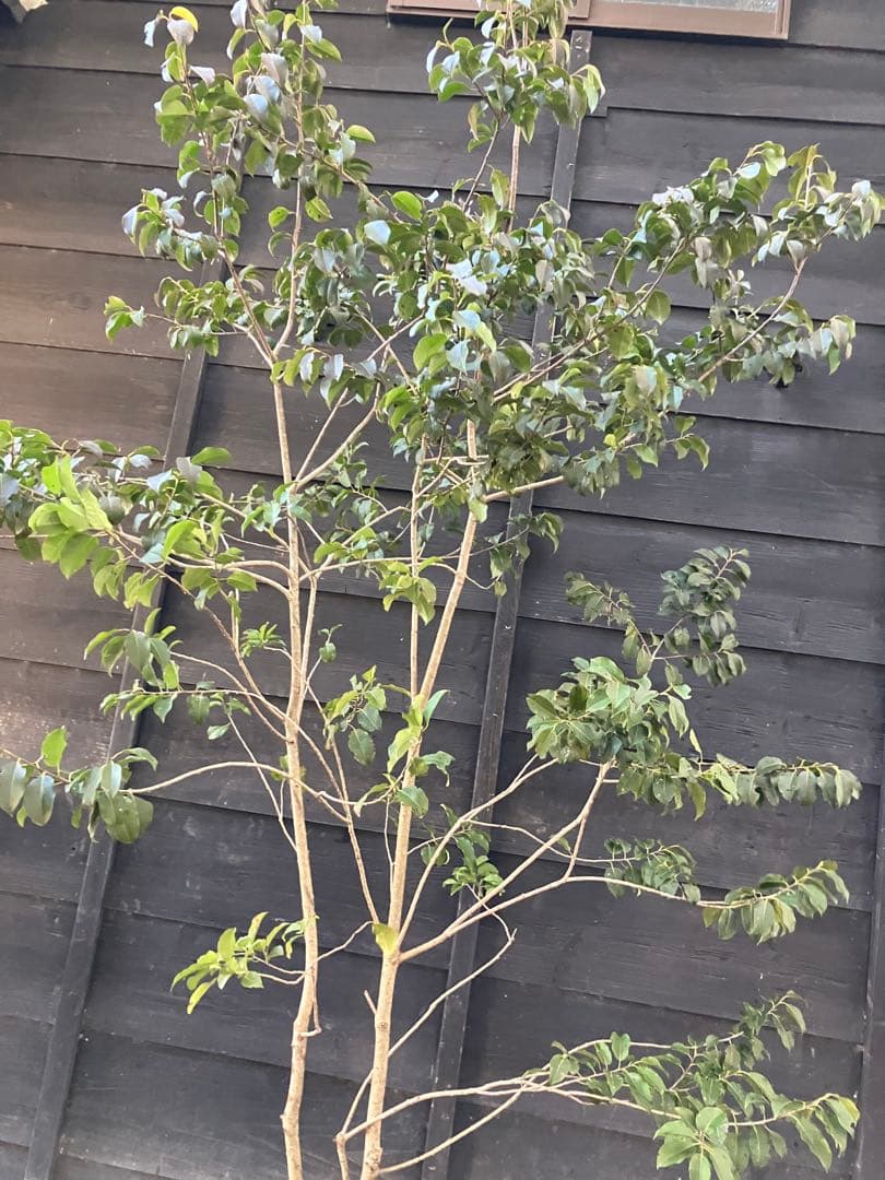 22 山採り　ソヨゴ　メス木