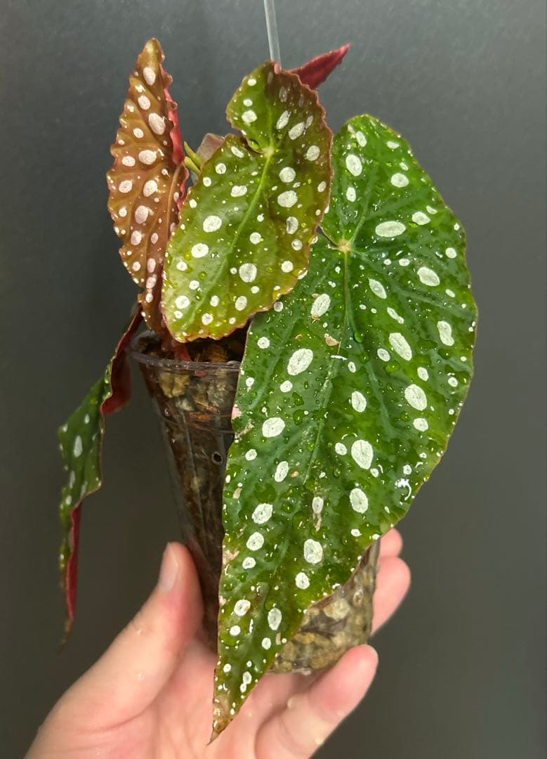 【希少】 ベゴニア　マクラータ　斑入り　ピンク