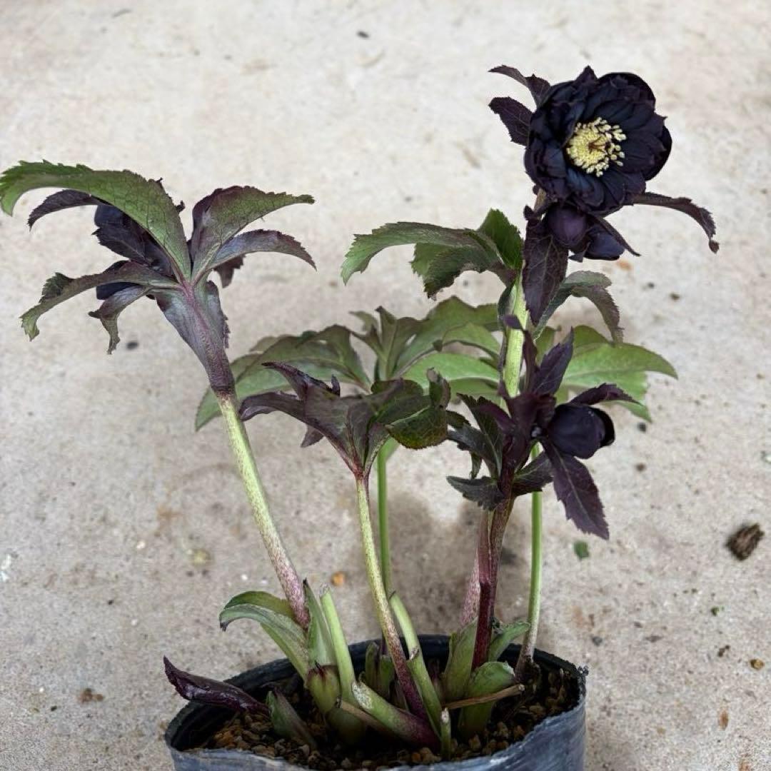 104 クリスマスローズ　開花株