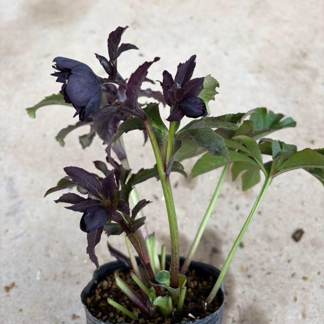 104 クリスマスローズ　開花株