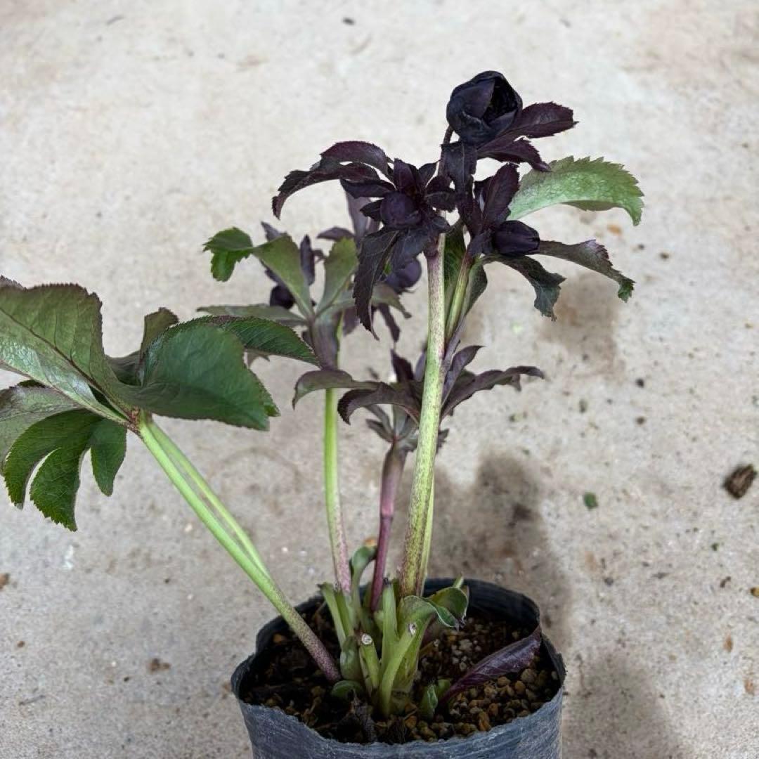 104 クリスマスローズ　開花株