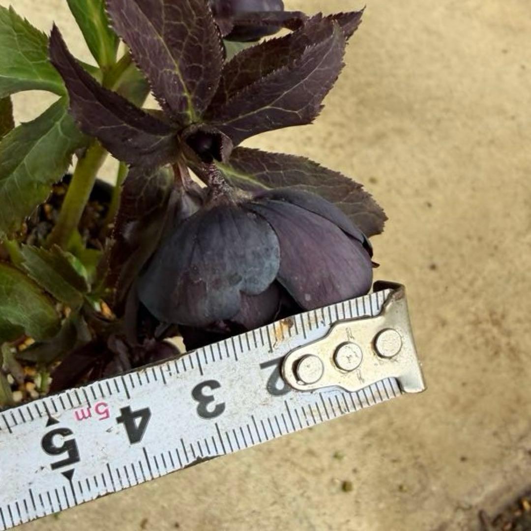 104 クリスマスローズ　開花株