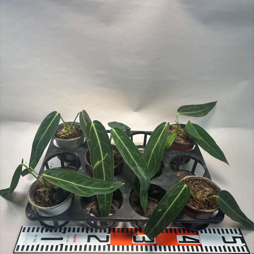 マ*ン様 5株セットms88アンスリウム・ワロクアナム