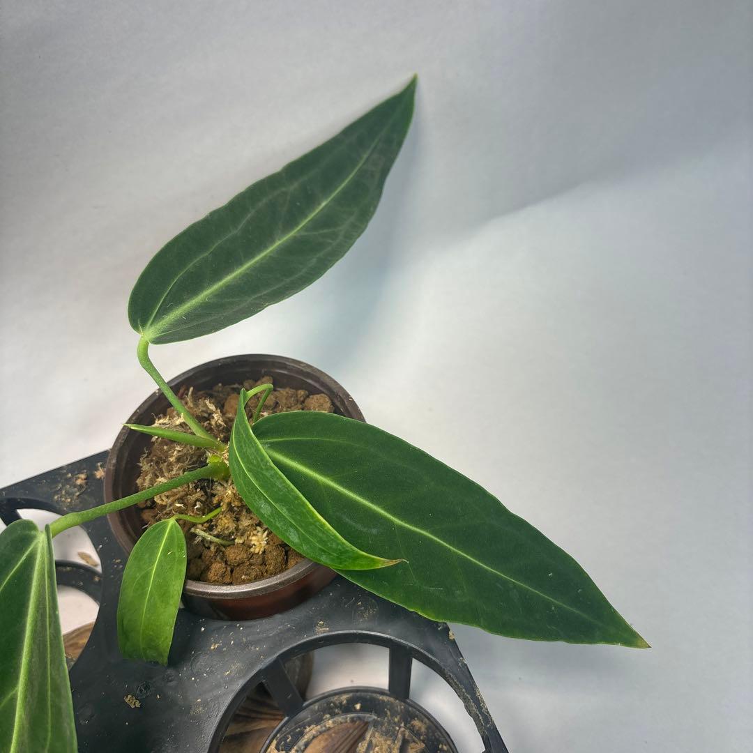 マ*ン様 5株セットms88アンスリウム・ワロクアナム