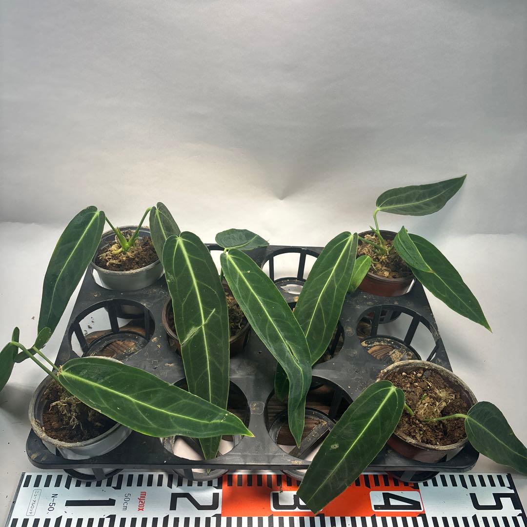 マ*ン様 5株セットms88アンスリウム・ワロクアナム