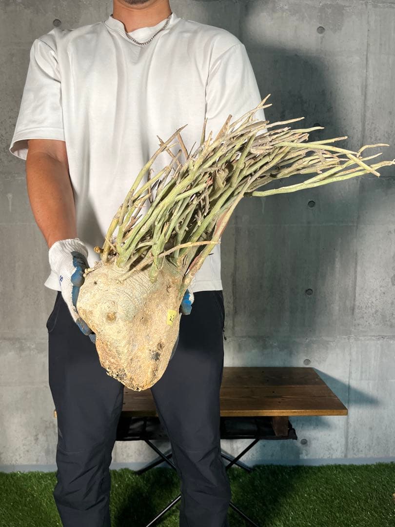 ト*ア様 23 激レア 超大株 アデニア ペチュエリー 現地球 鮮度抜群