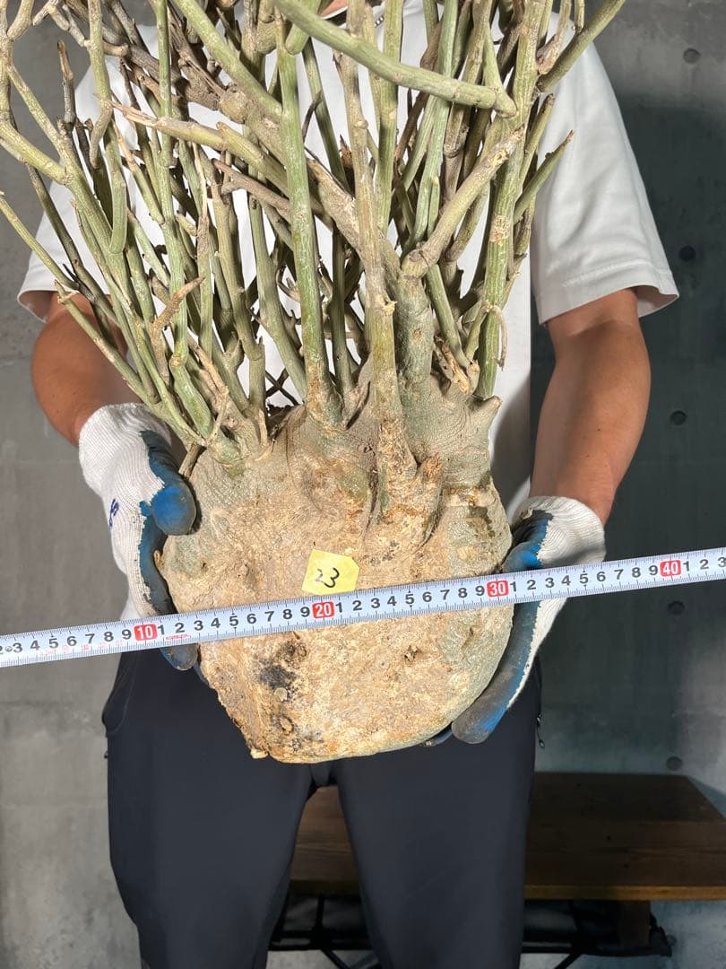 ト*ア様 23 激レア 超大株 アデニア ペチュエリー 現地球 鮮度抜群