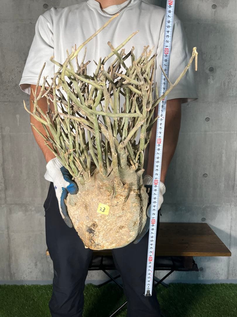 ト*ア様 23 激レア 超大株 アデニア ペチュエリー 現地球 鮮度抜群