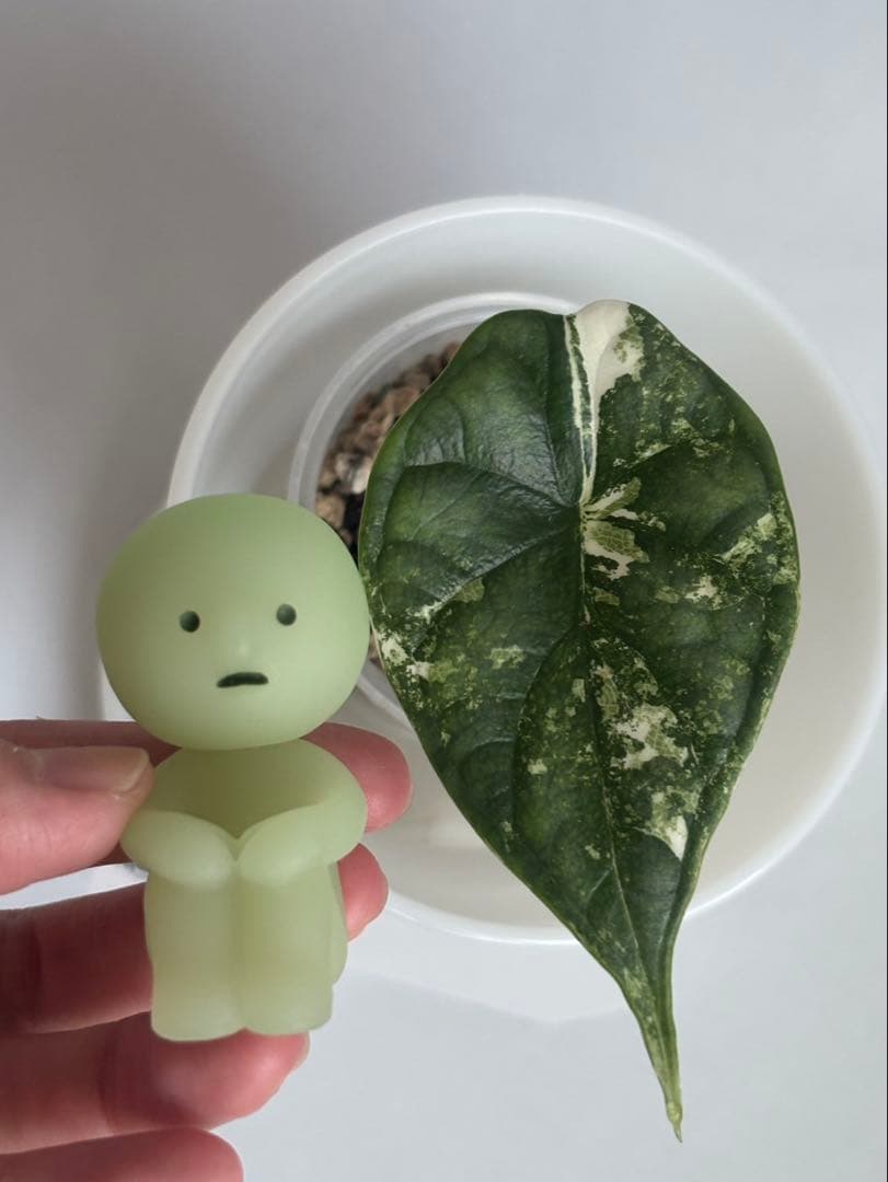 その他観葉植物 Alocasia Dragon Scale Variegata