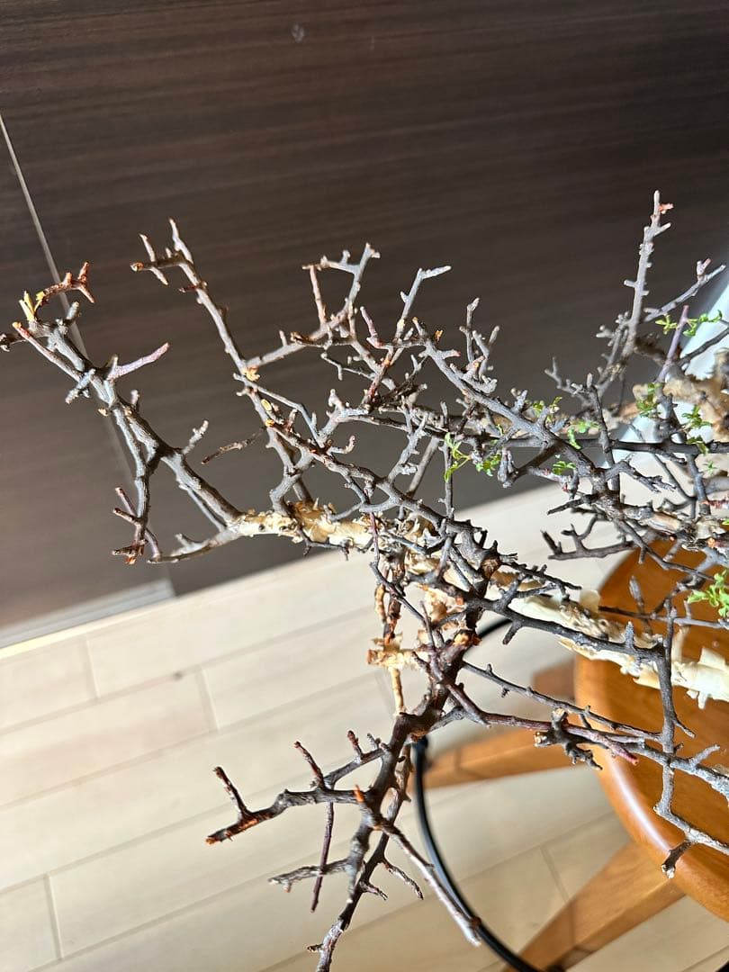 お*ん様 コミフォラ ピュア カタフ 超特大 スペシャル株