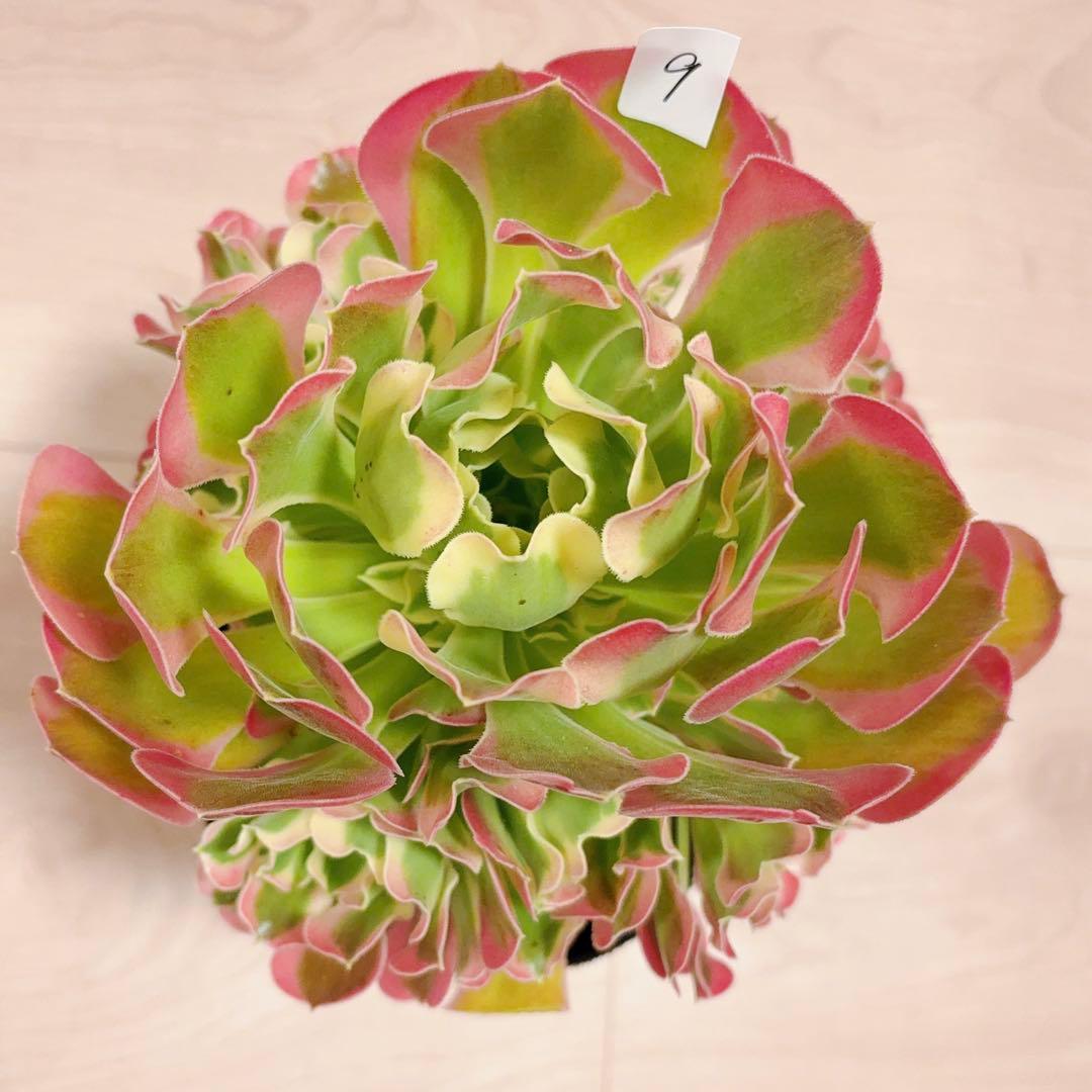 9#多肉植物アエオニウム錦❤️リバーストーン❤️ 1大頭7小頭19cm 拔き苗