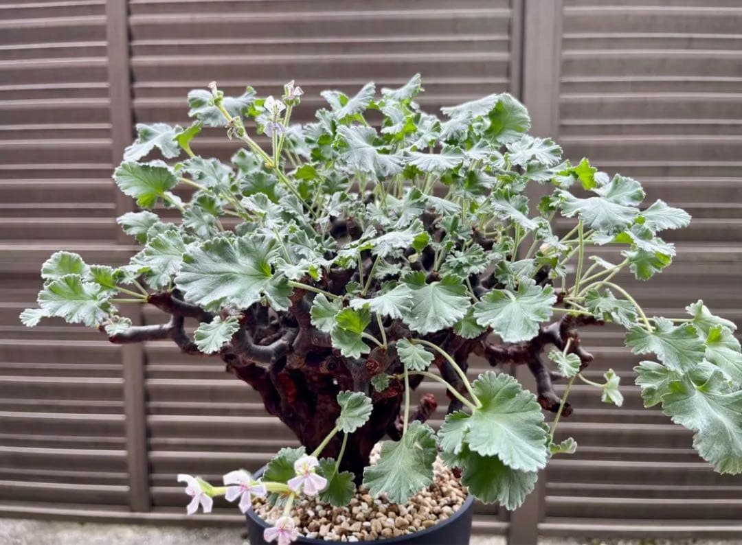 おとーくん　ケラリア ピグマエア 大株　ペラルゴニウム ミラビレ 30cm