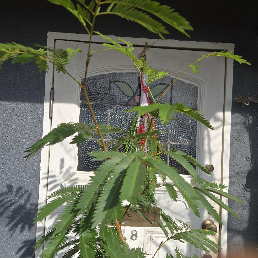 ⑤　エバーフレッシュ　曲がり仕立て10号特大苗木最高等級極上品‼️ おしゃれ 鉢