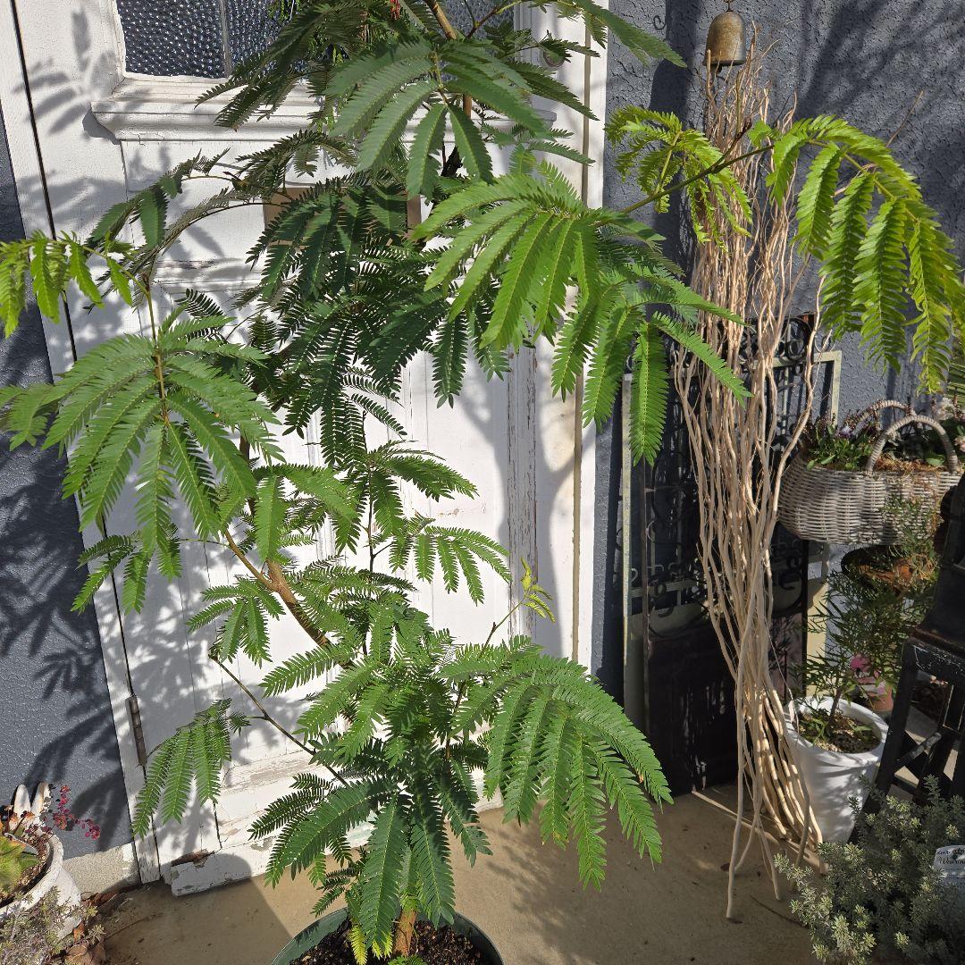 ⑤　エバーフレッシュ　曲がり仕立て10号特大苗木最高等級極上品‼️ おしゃれ 鉢