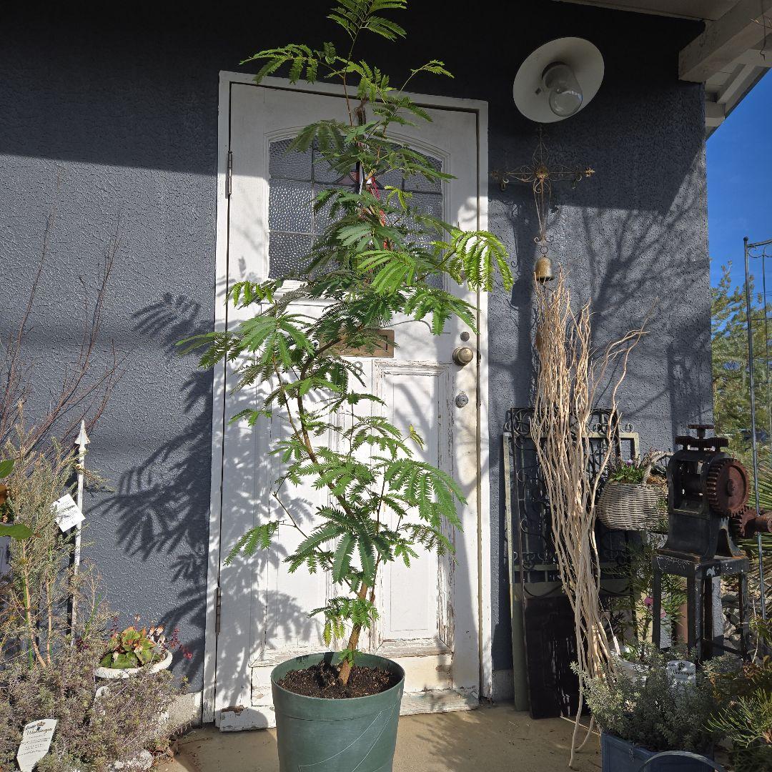 ⑤　エバーフレッシュ　曲がり仕立て10号特大苗木最高等級極上品‼️ おしゃれ 鉢