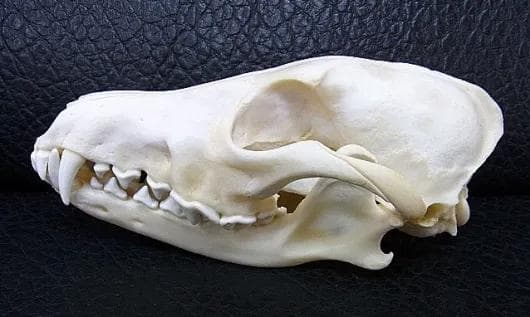 高品質！ コヨーテの頭骨