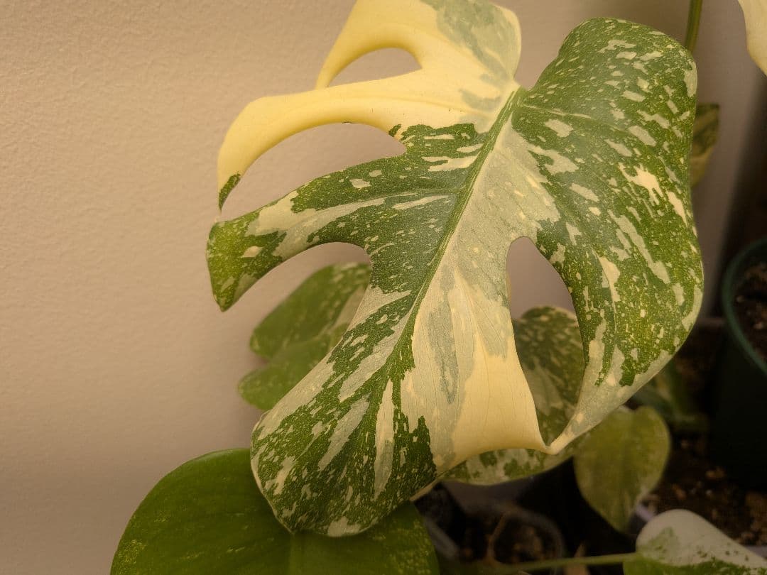 モンステラデリシオーサ ホワイトスノー White 